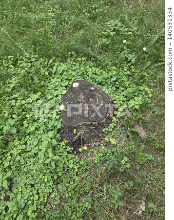 Old dark tree stump surrounded by thick green vegetation and weeds Old dark tree stump surrounded by thick green vegetation and weeds 140531334