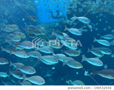 台灣旅遊景點和城市水族館 Xpark 擁有奇幻的水下景觀。 台灣旅遊景點和城市水族館 Xpark 擁有奇幻的水下景觀。 140532038