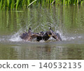 The impressive sight of cormorants bathing. 140532135