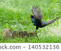 Pheasant to hit the horo 140532136