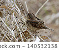 A bird that's not very noticeable but has beautiful markings. 140532138