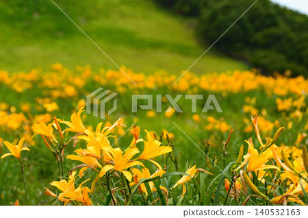 黃花菜（Hemerocallis middendorffii） - 岡山翁原高原 140532163