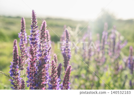 Lavender flower background at sunset Lavender flower background at sunset 140532183