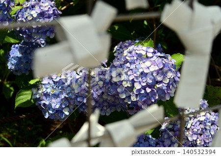 Fortune slips and hydrangeas 140532394
