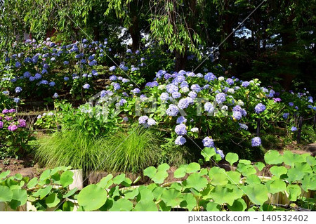 Hydrangeas blooming at Hondoji Temple Hydrangeas blooming at Hondoji Temple 140532402
