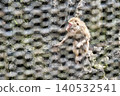 Monkeys at Hiroyama Park 140532541