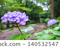 Temple hydrangea 140532547