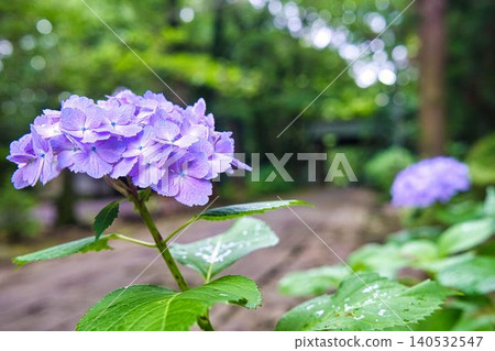 Temple hydrangea 140532547