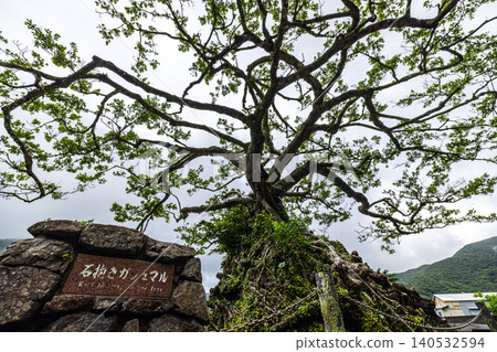 奄美大島：一棵榕樹環抱著一塊石頭 140532594