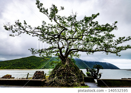 奄美大島:一棵榕樹環抱著一塊石頭 奄美大島:一棵榕樹環抱著一塊石頭 140532595