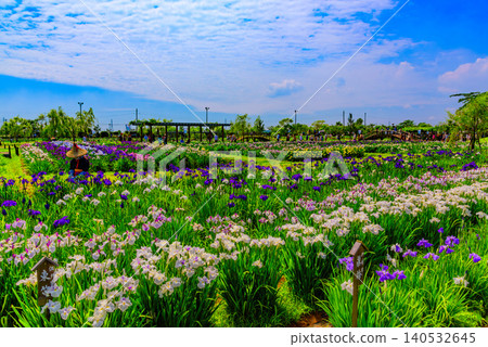 A clear early summer day, and the vast iris fields of Suigo Sawara Ayame Park are bustling with many tourists. 140532645