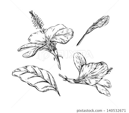 Hibiscus flower elements set hand drawn line art sketch. Black ink collection with bloom, bud, and leaf isolated on white for textile seamless pattern, wallpaper print, and diy card creation Hibiscus flower elements set hand drawn line art sketch. Black ink collection with bloom, bud, and leaf isolated on white for textile seamless pattern, wallpaper print, and diy card creation 140532671