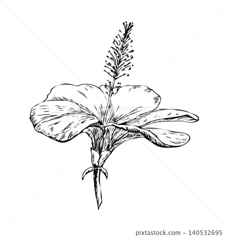 Hibiscus bloom with prominent stamen hand drawn sketch. Black ink line art element for trendy wellness branding, minimalist graphic tee design, organic beauty oil label, and botanical poster Hibiscus bloom with prominent stamen hand drawn sketch. Black ink line art element for trendy wellness branding, minimalist graphic tee design, organic beauty oil label, and botanical poster 140532695
