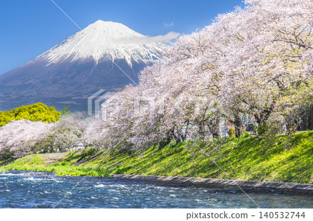從靜岡縣富士市宇留川眺望靜岡縣熱門旅遊景點龍岩淵，櫻花盛開，富士山巍峨聳立，景色令人嘆為觀止。 [靜岡縣富士市] 140532744
