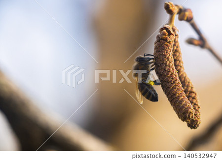 bee collects pollen on a flowering hazelnut tree bee collects pollen on a flowering hazelnut tree 140532947