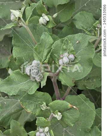 Close-up of a green burdock plant with woolly burr buds in nature Close-up of a green burdock plant with woolly burr buds in nature 140533066