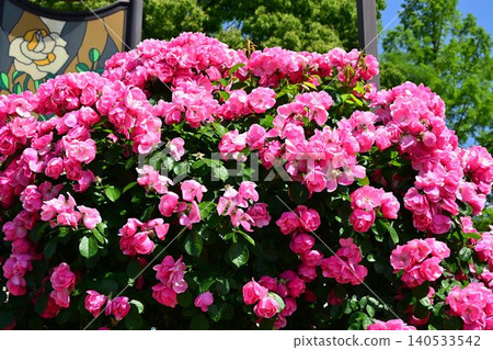 Itami City Green Plaza, Aramaki Rose Park in Spring 140533542