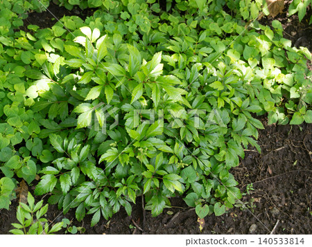 園藝植物:落新婦 園藝植物:落新婦 140533814