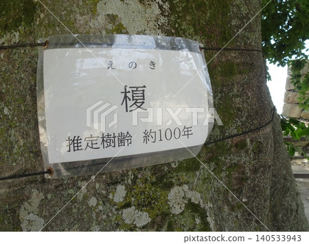 A plaque and a view of the giant trunk of a hackberry tree (Enoki) estimated to be about 100 years old, standing within the grounds of Himeji Castle. 140533943