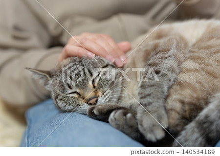 Owners touching their cute cats 140534189