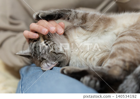 Owners touching their cute cats Owners touching their cute cats 140534192