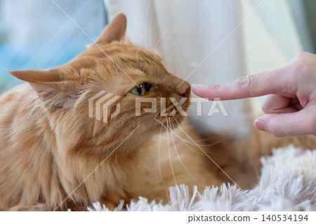 A tea tabby cat stroking a cat A tea tabby cat stroking a cat 140534194