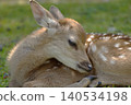 Angels of the Forest - Fawns in Nara Park 140534198