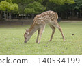 Angels of the Forest - Fawns in Nara Park 140534199