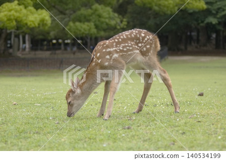 森林天使－奈良公園的小鹿 140534199