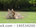 Angels of the Forest - Fawns in Nara Park 140534200