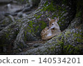 Angels of the Forest - Fawns in Nara Park 140534201