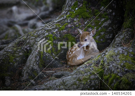 Angels of the Forest - Fawns in Nara Park Angels of the Forest - Fawns in Nara Park 140534201