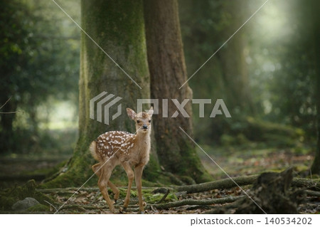 Angels of the Forest - Fawns in Nara Park Angels of the Forest - Fawns in Nara Park 140534202