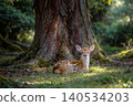 Angels of the Forest - Fawns in Nara Park 140534203