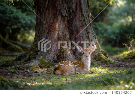 Angels of the Forest - Fawns in Nara Park Angels of the Forest - Fawns in Nara Park 140534203