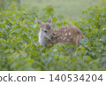 Angels of the Forest - Fawns in Nara Park 140534204