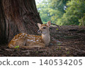 Angels of the Forest - Fawns in Nara Park 140534205