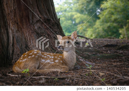 Angels of the Forest - Fawns in Nara Park Angels of the Forest - Fawns in Nara Park 140534205