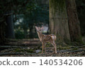 Angels of the Forest - Fawns in Nara Park 140534206