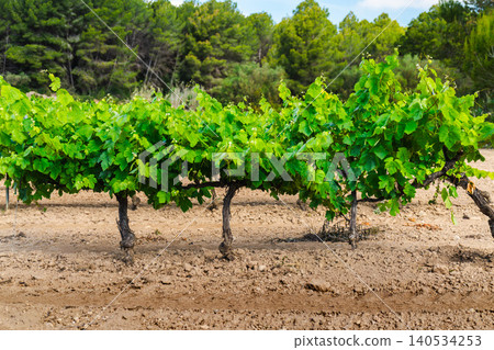 Green vineyard rows with lush grapevine foliage in Mediterranean countryside Green vineyard rows with lush grapevine foliage in Mediterranean countryside 140534253