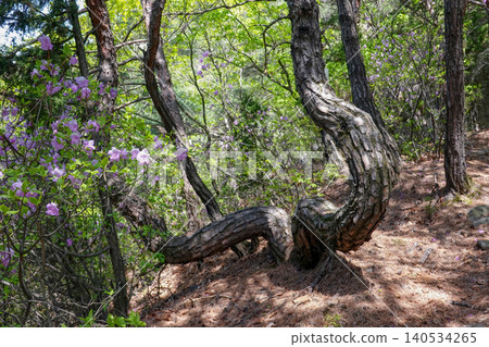 Crooked pine tree trunk and blooming pink azalea flowers in spring forest Crooked pine tree trunk and blooming pink azalea flowers in spring forest 140534265