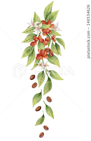 Coffee branch vertical arrangement with green leaves, berries, flowers and falling coffee beans. Hand drawn botanical illustration 140534626