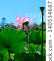 Lotus flowers and blue sky (Photo taken in August 2024 / Hokkaido) 140534687