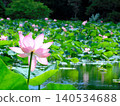 Lotus flowers and a pond (photographed in August 2024 in Hokkaido) 140534688