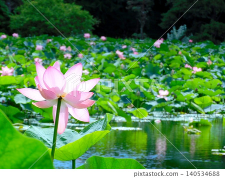 Lotus flowers and a pond (photographed in August 2024 in Hokkaido) Lotus flowers and a pond (photographed in August 2024 in Hokkaido) 140534688
