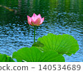 Lotus flowers and a pond (photographed in August 2024 in Hokkaido) 140534689