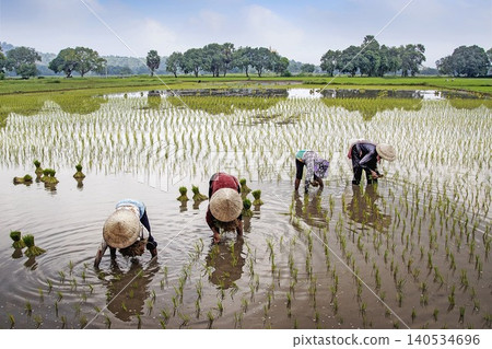 farmers working in rice field farmers working in rice field 140534696