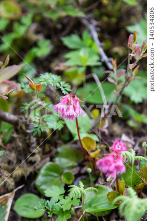 岩若上（Schizocodon soldanelloides）- 池之平沼澤步道 140534806