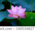 Lotus flower (photographed in August 2024 in Hokkaido) 140534827