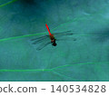 A dragonfly perched on a lotus leaf (photographed in August 2024 in Hokkaido) 140534828